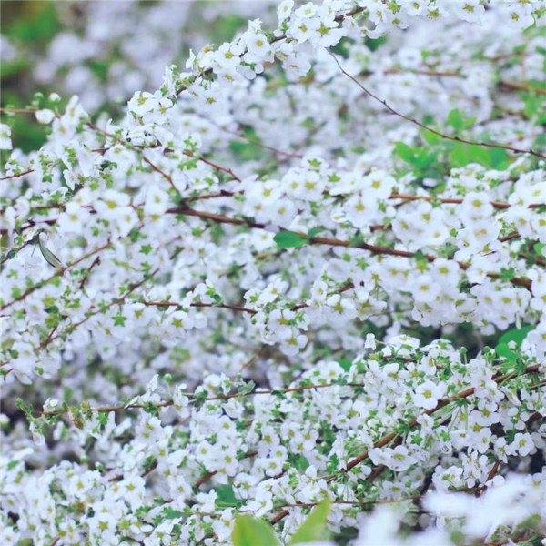 噴雪花