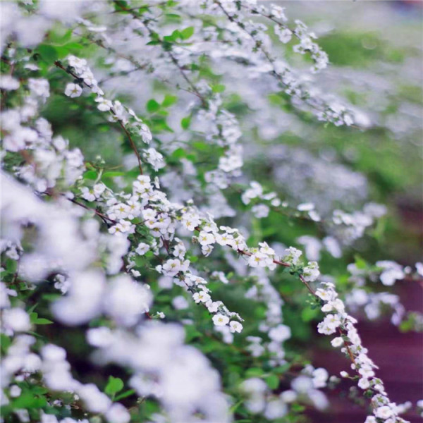 噴雪花