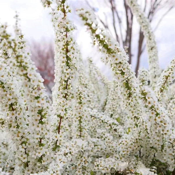 噴雪花