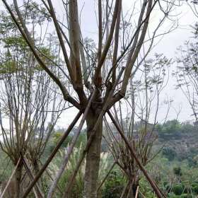 蓝花楹批发价格  25公分蓝花楹多少钱一棵