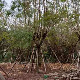 蓝花楹基地直销  18公分蓝花楹批发价格