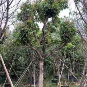 龙眼树苗哪里有卖 福建龙眼果树 桂圆树