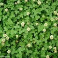 白三葉花草小苗，白三葉基地直銷