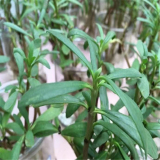 苗圃供應(yīng) 海馬齒 園林地被綠植 池塘護(hù)岸植物 歡迎訂購