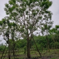 藍(lán)花楹基地直供