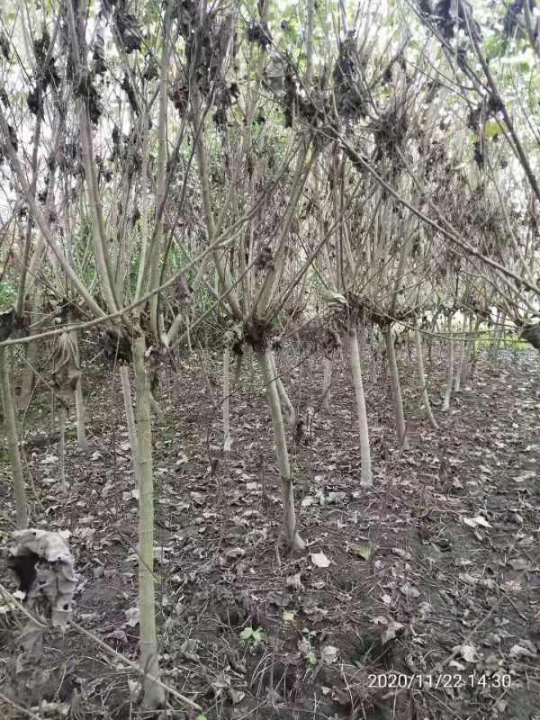 成都木芙蓉基地