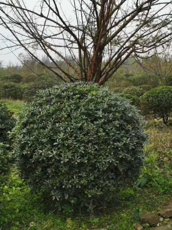 成都海桐球種植基