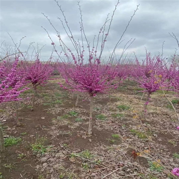 江蘇紫荊