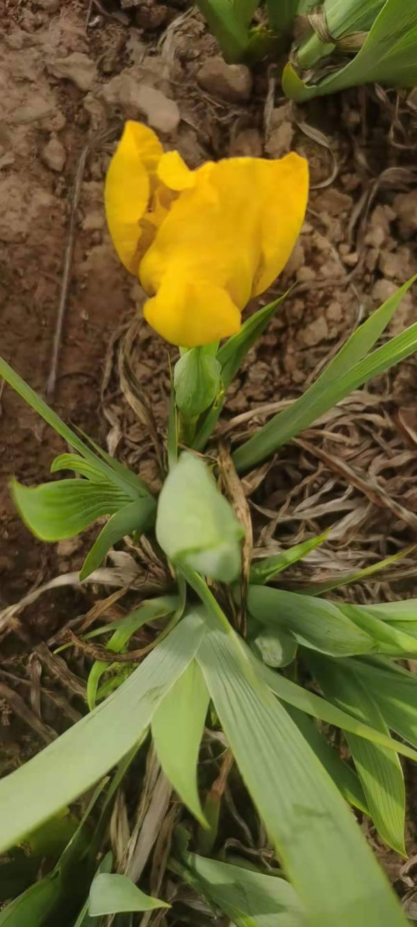 黃花鳶尾