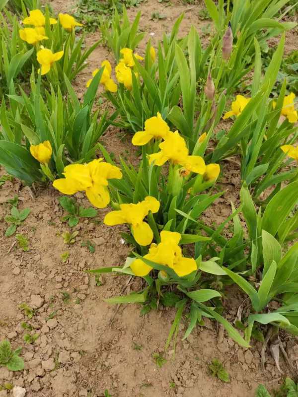 黃花鳶尾