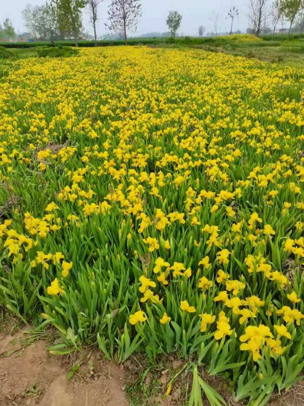 黃花鳶尾