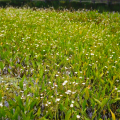 泽苔 苗圃现货直销 水生地被植物批发园林水景绿化及盆栽供观赏