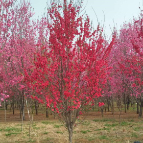 各種規(guī)格的龍柱碧桃，菊花碧桃