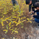 紫穗槐哪里有賣？江蘇紫穗槐小苗種植繁育基地