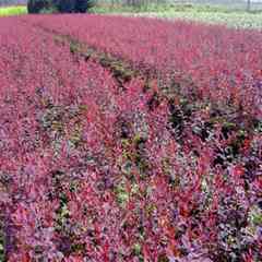 紅葉小波小苗，紅葉小波球，紅葉小波基地批發(fā)。