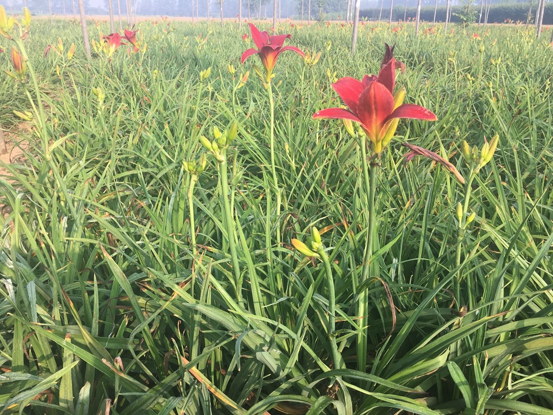 大花萱草株高图片