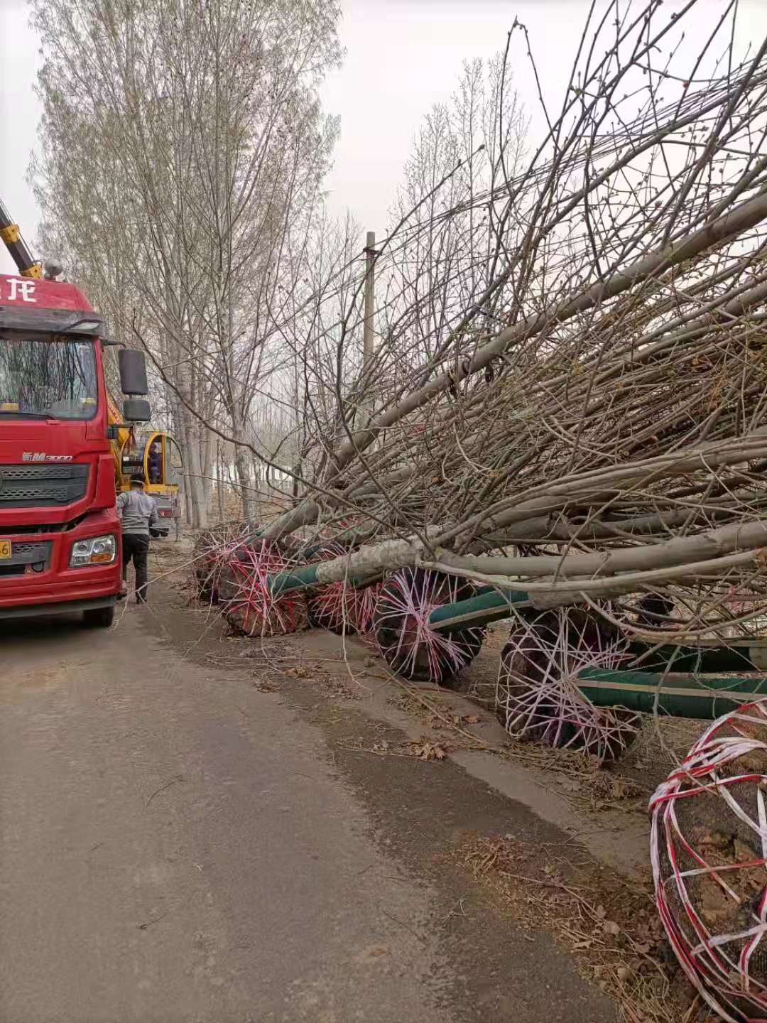 15公分法桐苗地挖秒后当日就会装车，目的是尽快运到客户现场，尽早栽种后提高成活率。短途运输时通常能在第二天凌晨就在工地等着卸苗了。