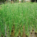 供應(yīng)水生植物 花葉水蔥苗 綠化工程苗池塘公園湖邊濕地造景