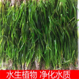 苦草 耐寒四季刺 矮型 矮生 水韭菜扁擔(dān)草水生植物 大量優(yōu)惠