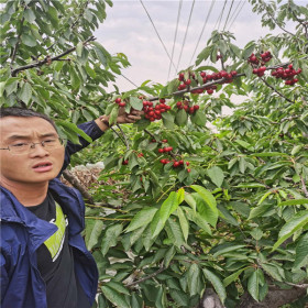 2年生吉塞拉12号砧木雷杰娜樱桃苗报价 详解雷杰娜樱桃苗