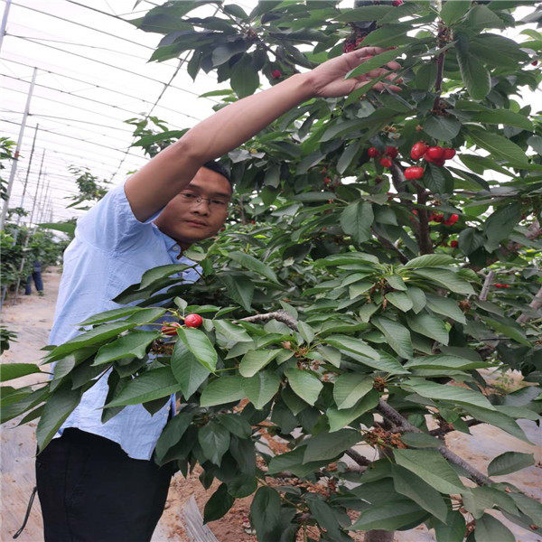 雷杰娜樱桃树苗