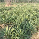 鳳尾蘭價(jià)格 鳳尾蘭小苗多少錢(qián)一棵