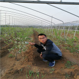 云雀藍莓苗山東的栽植技術(shù) 3年地栽云雀藍莓苗新價格