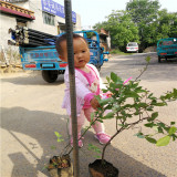 云雀藍莓苗的暖棚栽植技術(shù) 云雀藍莓苗云南市場價格