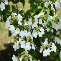 基地供應(yīng) 瓊花園林景觀風(fēng)景樹苗根系好成活率高瓊花小苗歡迎來(lái)電