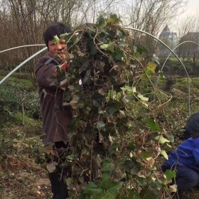 常春藤小苗什么价格 江苏基地供应常春藤小苗