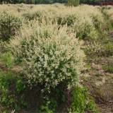 基地供應(yīng) 彩葉杞柳 彩葉杞柳球 園林綠化庭院地栽觀賞綠植