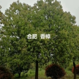 香樟價(jià)格,18公分_20公分樟樹行情,非紅土苗