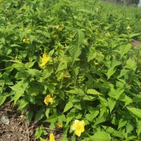 棣棠小苗多少钱一株 江苏优质棣棠种植基地