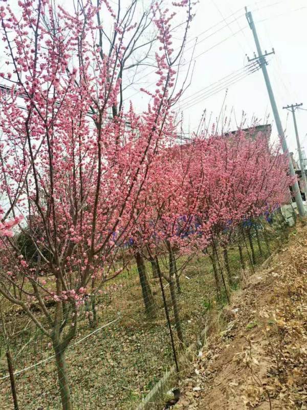 紅梅 梅花樹(shù)