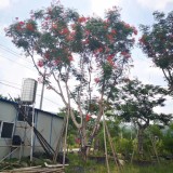 10公分藍花楹樹價格 江蘇藍花楹基地直銷