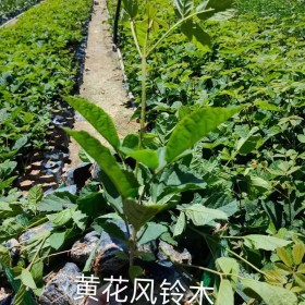 30公分黄花风铃木多少钱一棵  黄花风铃木种植基地