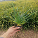 基地出售 崂峪苔草 大叶苔草 青绿苔草 植物园林绿化地被植物