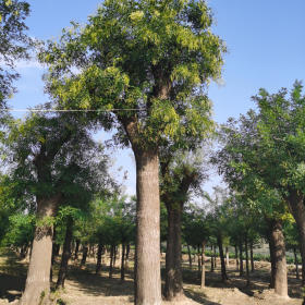 大規(guī)格國槐山東哪里的國槐樹數(shù)量大