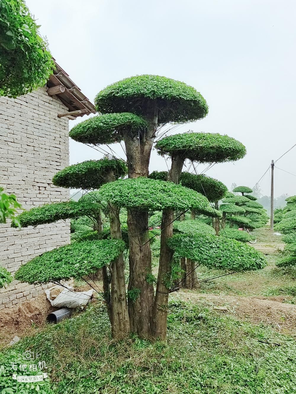 对节白蜡基地,对节白蜡3000一颗