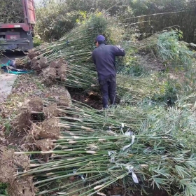 2米慈孝竹价格 基地3米慈孝竹多少钱一株