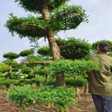 对节白蜡盆景价格 25公分对节白蜡多少钱一棵