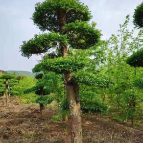 12公分对节白蜡价格15公分对节白蜡树桩多少钱一棵