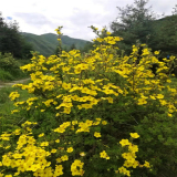 苗圃出售 金露梅 金露梅小苗 庭院觀花綠植 園林地被綠化苗木