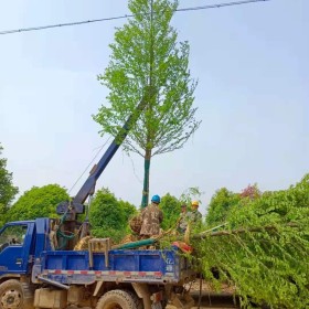 哪里有卖8公分水杉  基地水杉批发价格