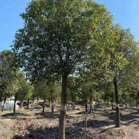 截杆香樟树批发价格  基地供应10公分截杆香樟