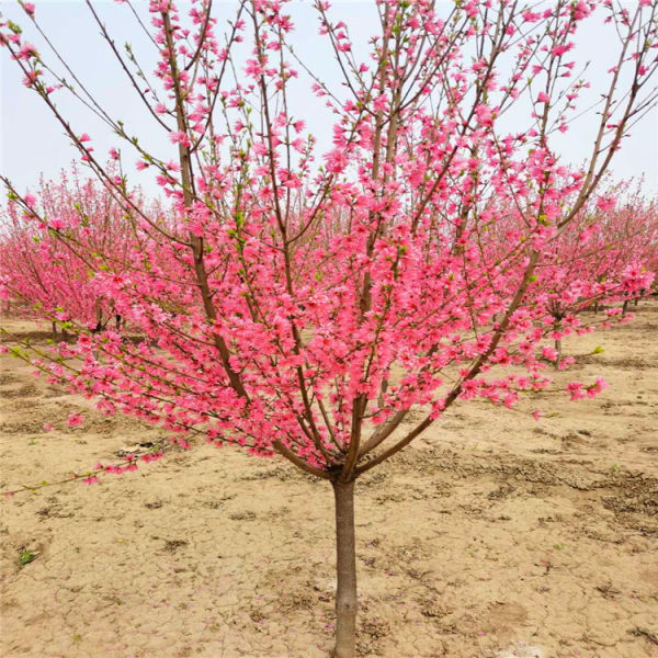 菊花碧桃