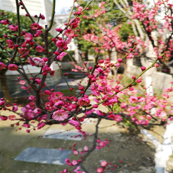 骨里紅梅