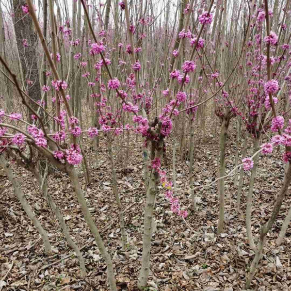 紫荊