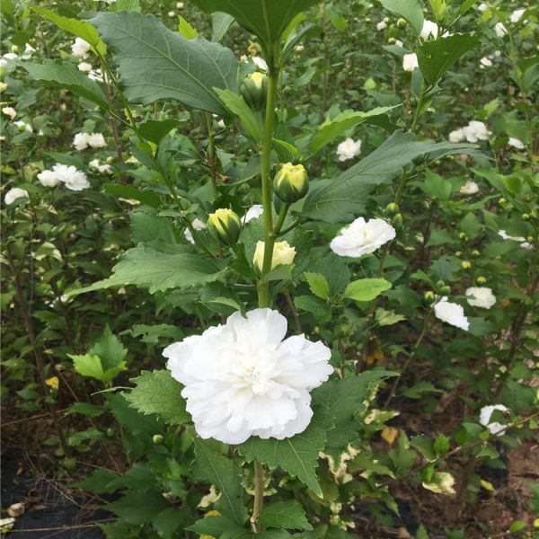 食用木槿花苗