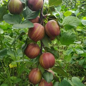 山東早酥紅梨苗批發(fā)價(jià)格，早酥紅梨苗多少錢(qián)一棵